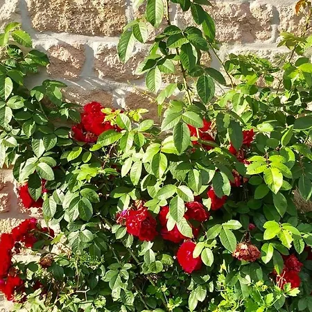 Ferme Belle Rose Haute Bodeux